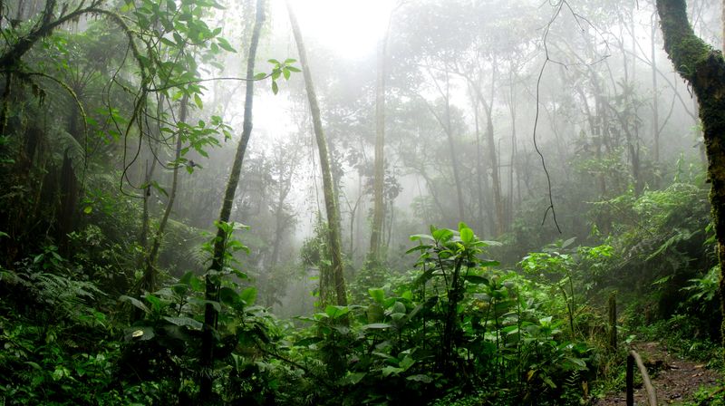 Borneo