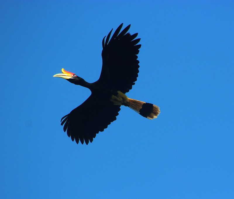 Rhinoceros hornbill bird in Malaysia tropical rainforest canopy