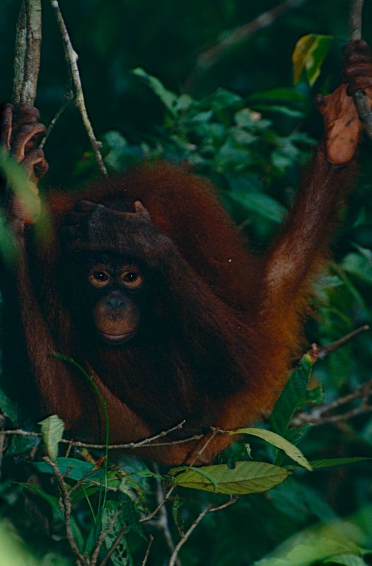 Bornean orangutan swinging in tropical rainforest canopy