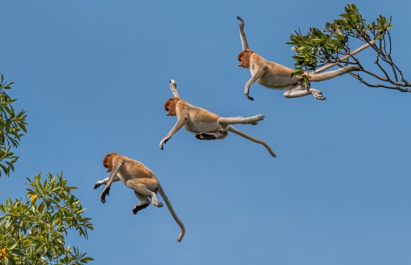 Proboscis monkey with long nose in Borneo mangrove forest