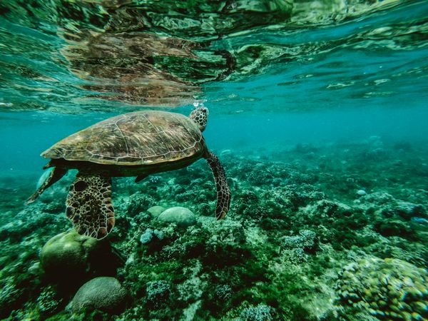 Green sea turtle swimming in Malaysia coral reef clear water